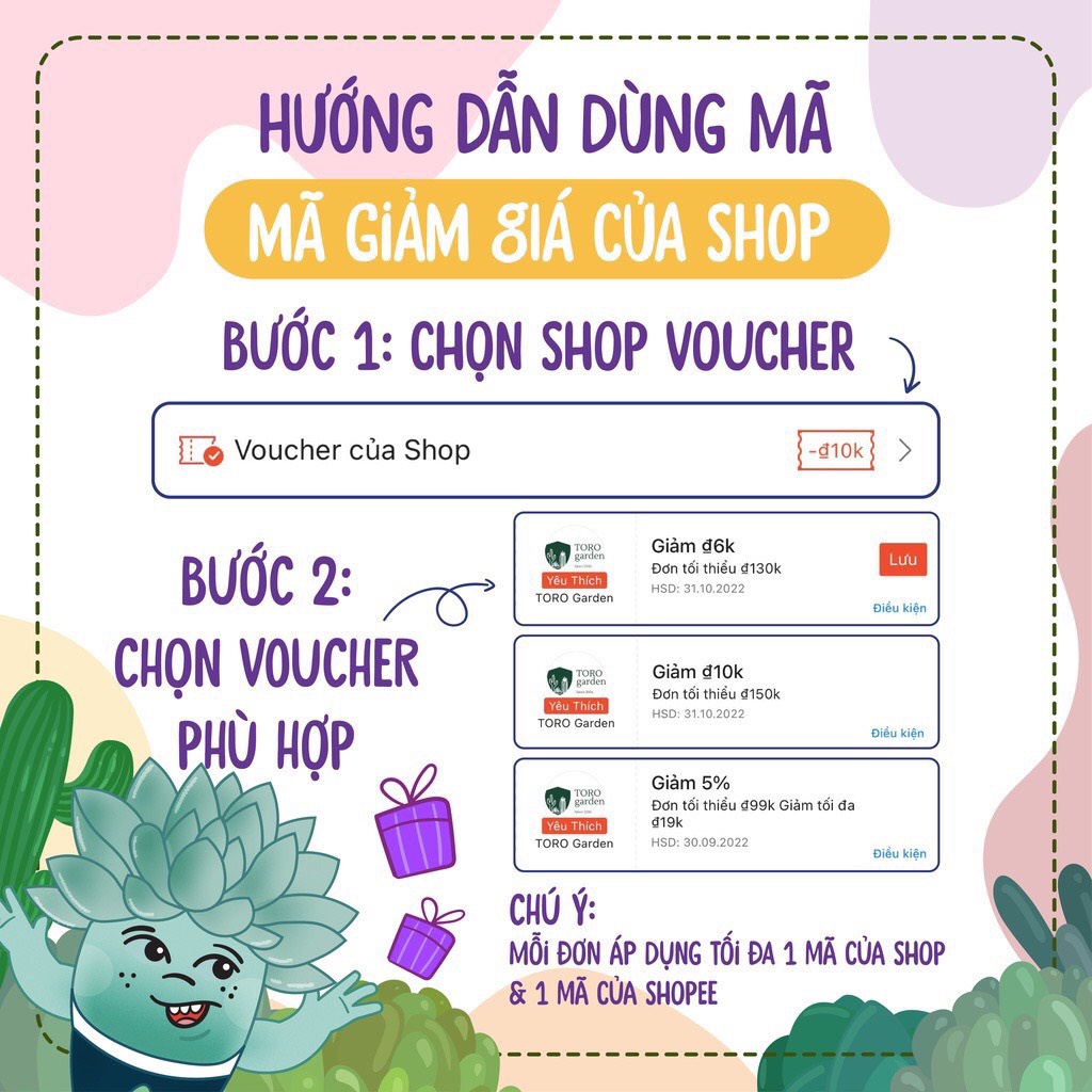 Sen đá lola tím Đà Lạt size bé cây cảnh trang trí nhà cửa Toro garden