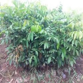 Cây giống nhãn không hạt Thái Lan (giống cây chất lượng)