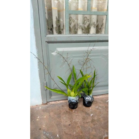 Vũ nữ ngọc nữ đang nụ chi chít như hình chuẩn hoa tết, hoa 1_2 tháng mới tàn