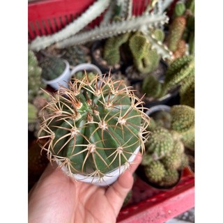 XƯƠNG RỒNG MELO