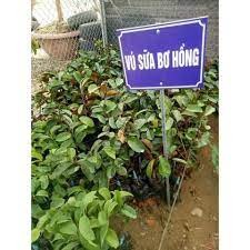 Cây giống vú sữa bơ hồng chín vỏ màu hồng phấn