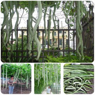 Hạt Giống mướp rắn trái dài