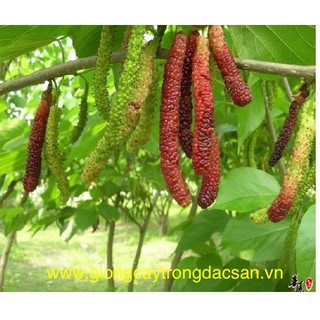 Cây dâu ăn quả trái dài  (Giống Cây Siêu Tốt Chuẩn F1)