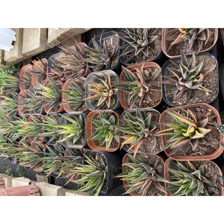cây hawothia móng rồng var _ hàng sẵn