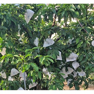 Cây giống roi mst cho trái siêu sớm