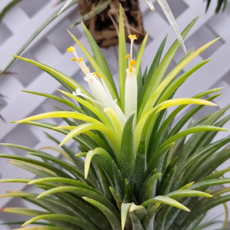 Cây Không Khí Ion Druid