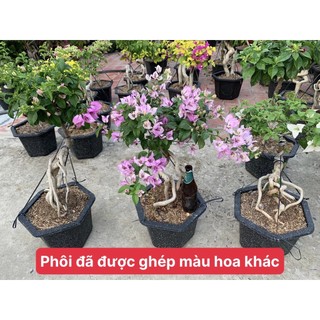Phôi hoa giấy mỹ (phôi đẹp)