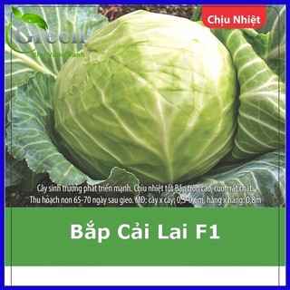 Hạt giống bắp cải trắng lai kaka 5gr