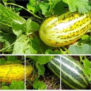 #Hạt_Giống_Dưa_Gang_Bở (tặng kích mầm)