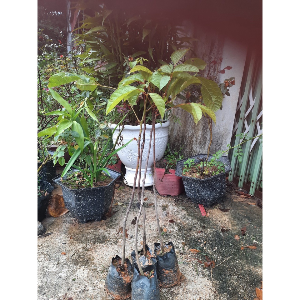 CÂY TRÁM ĐEN NẾP (CÂY CAO 45-60CM