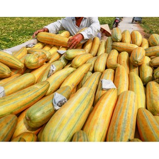 Hạt Giống Dưa Gang Cao Sản 20 hạt/ gói
