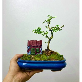 Chậu bonsai tiểu cảnh mini