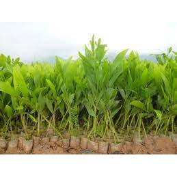 Giống cây Keo Lai