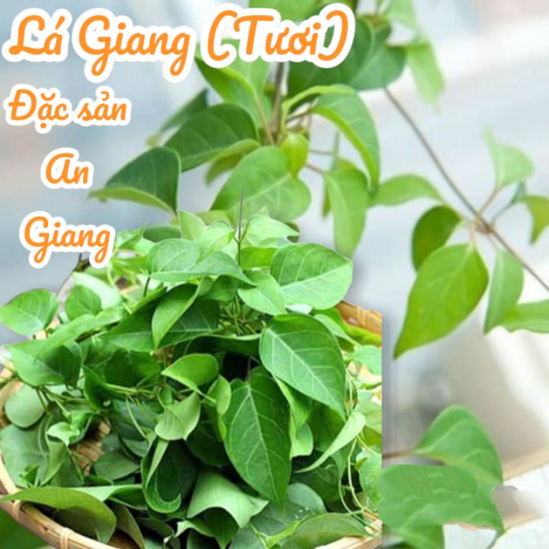 Lá Giang ( lá dang, lá dang chua,...) - Dùng nấu lẩu chua ( 500g)