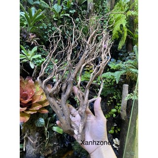 lũa rễ rừng set bán cạn, tiểu cảnh, lũa rễ set terrarium, lũa sợi nhỏ mềm dẻo