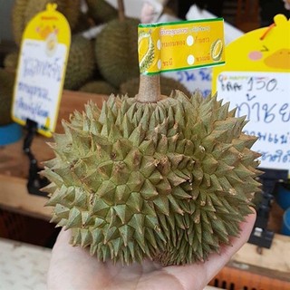 Giống Cây Sầu Riêng mini Thái Lan (giống ghép 18 tháng cho trái)