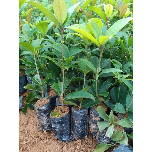 10 CÂY MỘC HƯƠNG GIỐNG