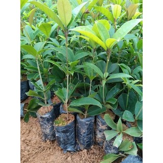 10 cây mộc hương giống