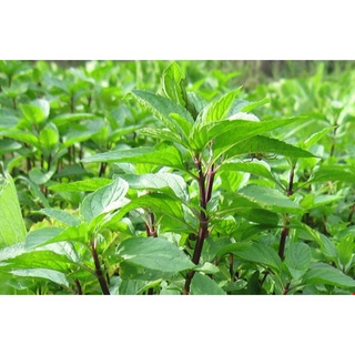 #Hạt_Giống_Húng_Quế