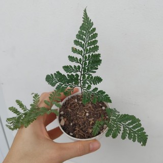 Dương xỉ Pháp (Rabbit fern)