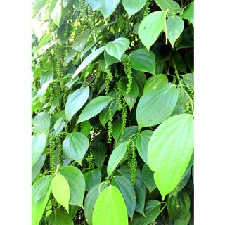 Combo 5 bầu tiêu giống vĩnh linh