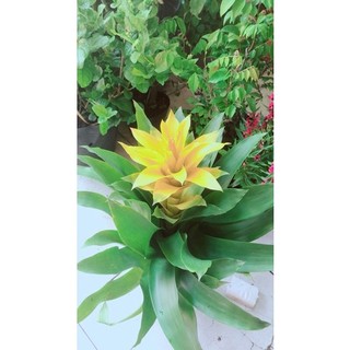 Phát lộc hoa màu vàng