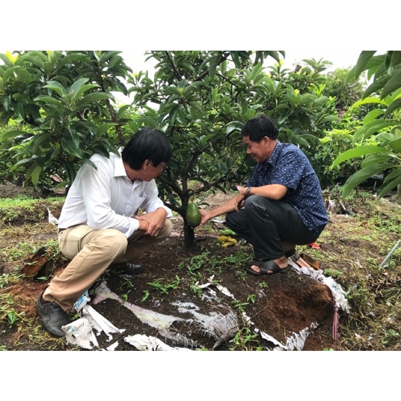 Cây bơ giống cho quả nhanh