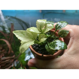 Cây thuỷ sinh ráy pinto