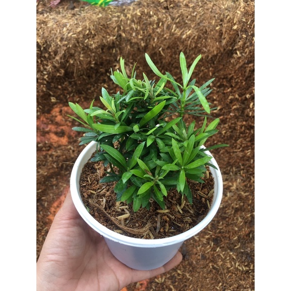 Tùng la hán mini xinh xắn