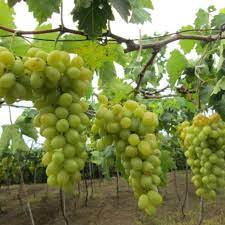 #Hạt_Giống_Nho_Xanh_Không_Hạt ( tặng kèm kích mầm )