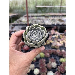 Cây sen đá thỏ nâu size bầu 4-4,5cm