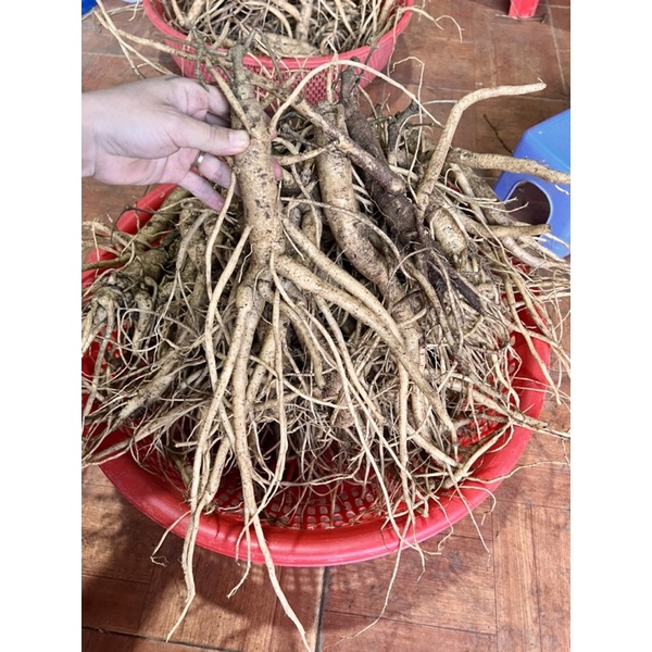 sâm dây Ngọc Linh 6 củ/kg