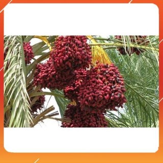 Cây giống chà là trung đông - quả đỏ