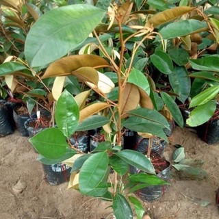 giống cây vú sữa mica tím (cao 55-60cm)