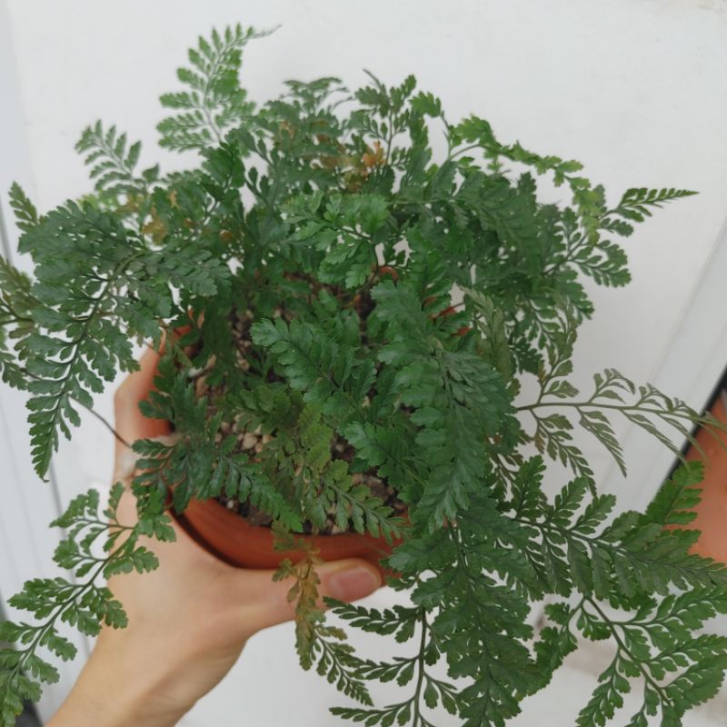 Dương xỉ Pháp (Rabbit fern)