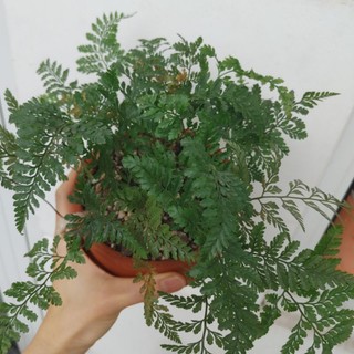 Dương xỉ Pháp
