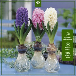 Củ tiên ông thủy sinh - dạ lan hương - tặng kèm bình thủy tinh