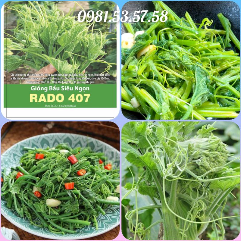 Hạt giống bầu siêu ngọn, bầu siêu đọt mập Rado gói 5gr