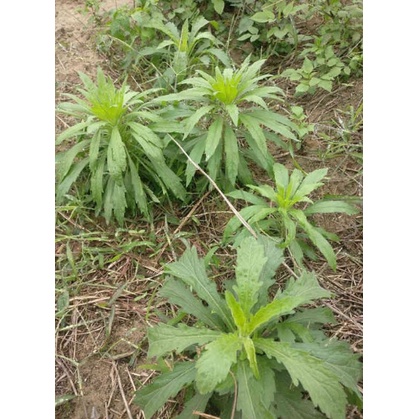 Cây ngải dại tươi, khô - cây mọc tự nhiên, phơi tay thơm ngon sạch sẽ loại 500g