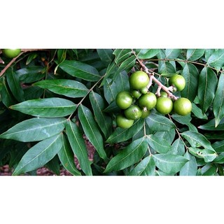 cây giống Bồ Hòn (Giống Cây Siêu Tốt Chuẩn F1)