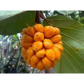 CÂY GIỐNG MÍT TỐ NỮA GHÉP (Giống Cây Siêu Tốt Chuẩn F1)