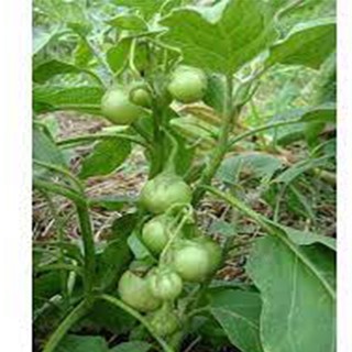 Hạt giống cà pháo xanh 30 hạt
