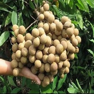 Cây giống Nhãn Không Hạt Thái Lan ( cây trồng siêu sớm + siêu trái)