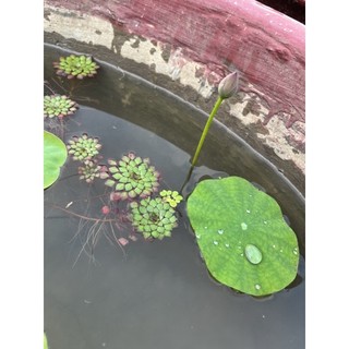Cây Ấu Thái combo