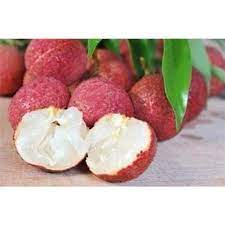 CÂY GIỐNG VẢI KHÔNG HẠT (Giống Cây Siêu Tốt Chuẩn F1)