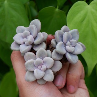 Sen đá sỏi gạo hồng mini 3-4cm hư 1 đổi 1
