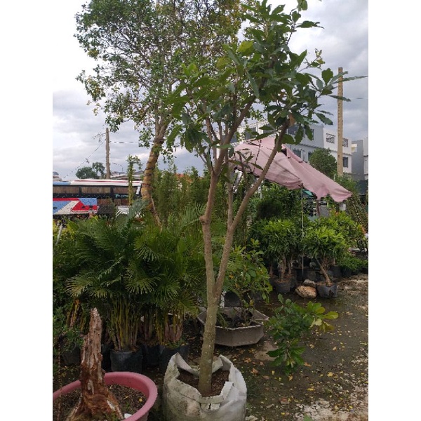 Cây Lộc Vừng cao trên 2m cây y hình