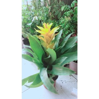 Phát Lộc Hoa Màu Vàng