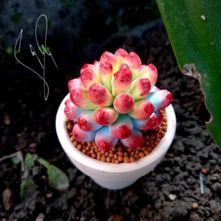Sen đá đất sét đồng giá 59k (1)
