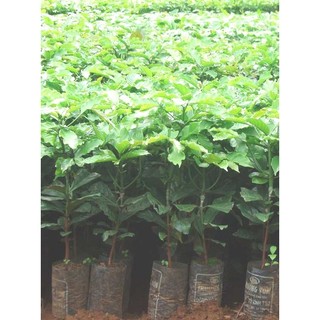 CÂY CÀ PHÊ GHÉP (Giống Cây Siêu Tốt Chuẩn F1)
